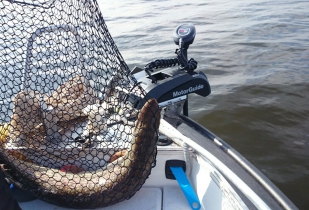 Щука 10 кг на рыбалке с электромотором Motorguide xi5
